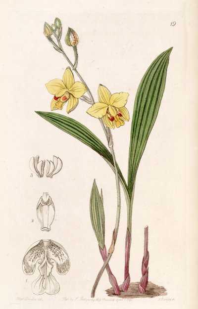 Spathoglottis pubescens von Miss Drake